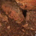 五夫临门江西发现蜘蛛新物种 为研究呵叻蛛属适应区域提供依据
